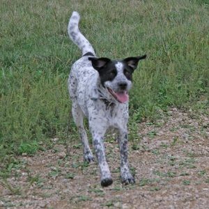 Meet your Posher, Rose